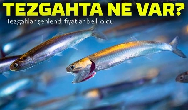 İstanbul’da Balık Sezonu Başladı: Hamsi, İstavrit ve Palamut Tezgahlarda Yerini Aldı