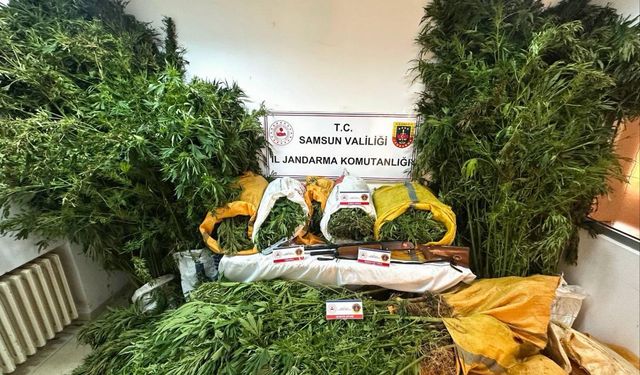 Samsun'da fındık bahçesine kenevir ektikleri iddia edilen baba oğul tutuklandı