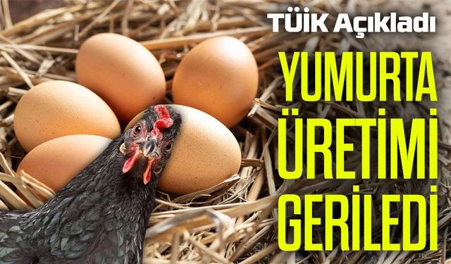 TÜİK Açıkladı: Yumurta Üretimi Yıllık Bazda Yüzde 4,9 Azaldı