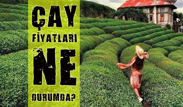 Yaş Çay Fiyatlarında Bugün Büyük Fark Var, ÇAYKUR İle Özel Sektör Arasında Uçurum Giderek Derinleşiyor