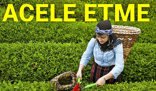 ÇAYKUR’dan Üreticilere Uyarı: “Çay Hasadını Aceleye Getirmeyin”