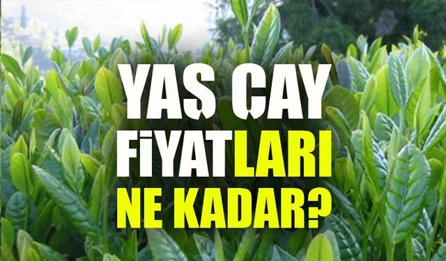 Çayda Fiyat Şoku! 2025 Yaş Çay Alım Rakamları Açıklandı, Özel Sektör Üreticiyi Zorluyor