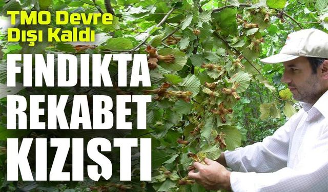 Fındıkta Rekabet Kızıştı: TMO Devre Dışı Kaldı