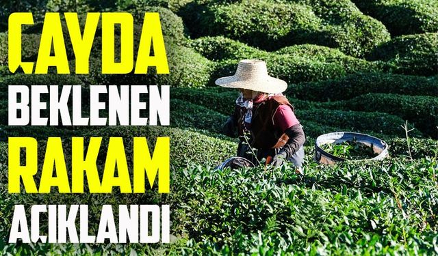 Çay Fiyatlarında Şok: ÇAYKUR Destek Dahil 25,44 TL Açıkladı, Özel Sektör Üreticiyi Zorluyor