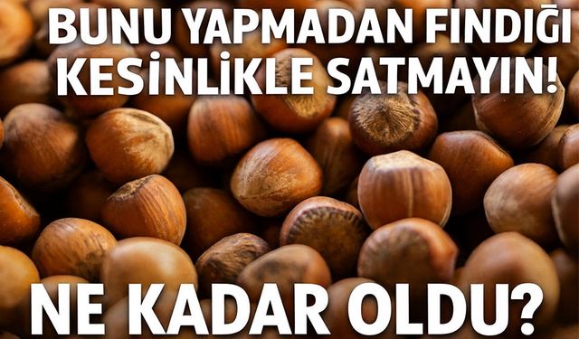 Güncel Fındık Fiyatları Ne Kadar? Bunu Yapmadan Fındığı Kesinlikle Satmayın!