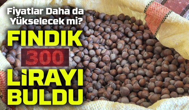 Ordu’da Fındıkta Rekor Fiyat: Serbest Piyasada 320 Lira Konuşuluyor