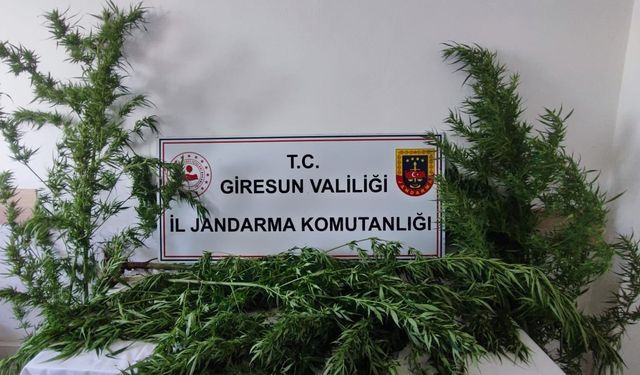 Giresun’da Uy*şt*r*c* Operasyonu: 6 Kök Kenevir Ele Geçirildi
