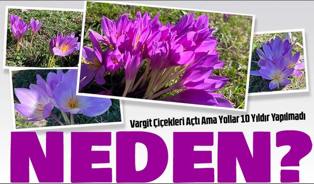 Barma Yaylasında Vargit Çiçekleri Açtı Ama Yollar 10 Yıldır Yapılmadı