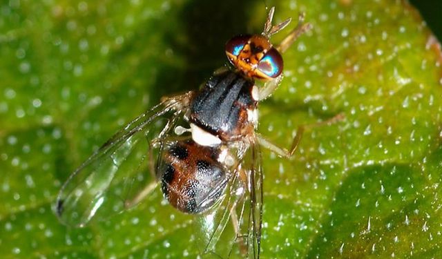 Zeytin Sineği Nedir? Korunmak için Ne Yapmalı?