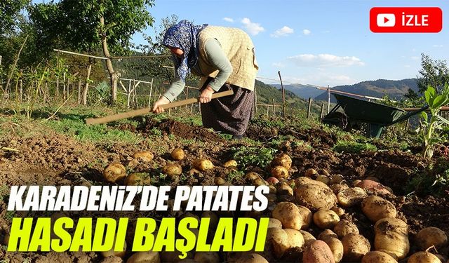Kulakkaya Yaylası'nda doğal yöntemlerle üretilen patatesler topraktan çıkıyor!