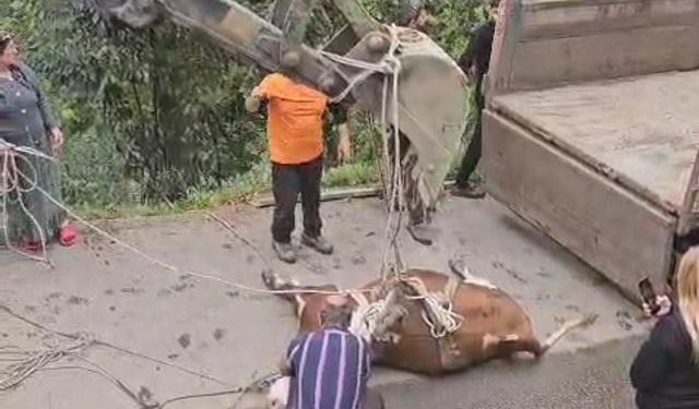 İneği vinçle düştüğü yamaçtan kurtardılar