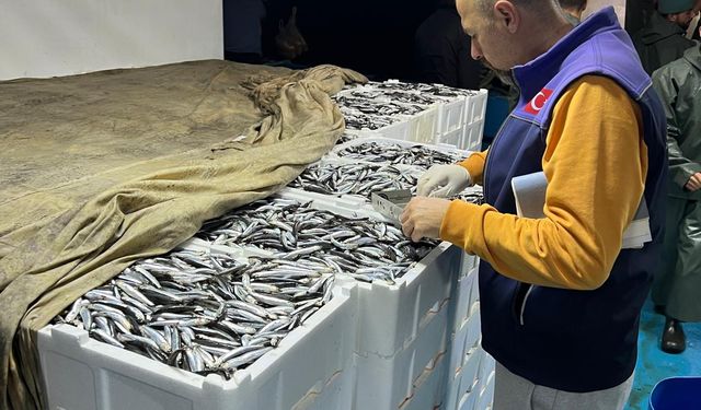 19 Mayıs ilçesinde avlanan balıklar kontrol ediliyor