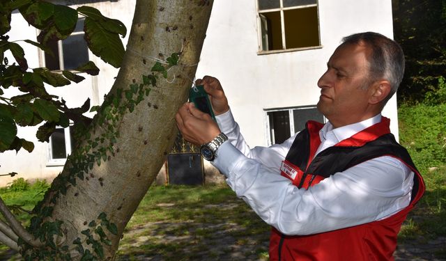 Ordu'da kahverengi kokarcayla mücadelede 20 bin tuzak, 4 bin litre ilaç dağıtıldı