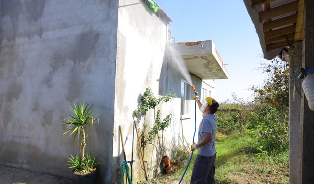 Samsun'da kahverengi kokarcaya karşı kışlak mücadelesi sürüyor