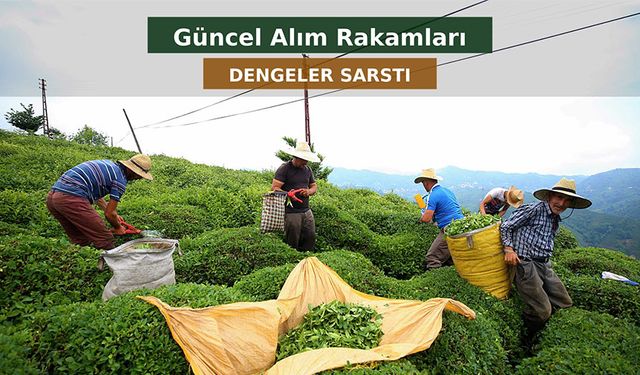 Yaş Çayda Bugün Dengeler Sarsıldı: Resmî Alım Fiyatı ile Özel Sektör Rakamları Yan Yana