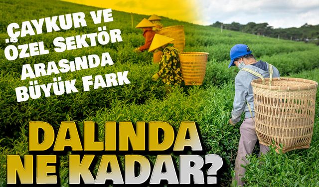 2025 Yaş Çay Fiyatları Bugün Açıklandı: ÇAYKUR ve Özel Sektör Arasında Büyük Fark