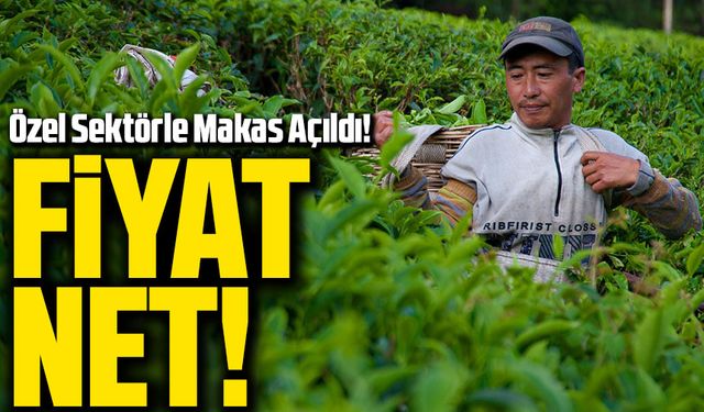 ÇAYKUR 2025 Yaş Çay Fiyatı Netleşti: Özel Sektörle Makas Açıldı!