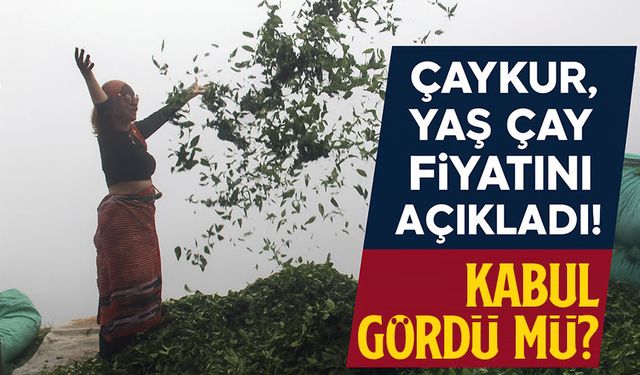 ÇAYKUR Yaş Çay Fiyatını Açıkladı! İşte 2025’in Kilogram Başına Yeni Ücreti