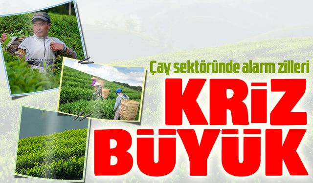 Türkiye’nin çay sanayisi, mali kırılma ve operasyonel çözülme süreciyle karşı karşıya