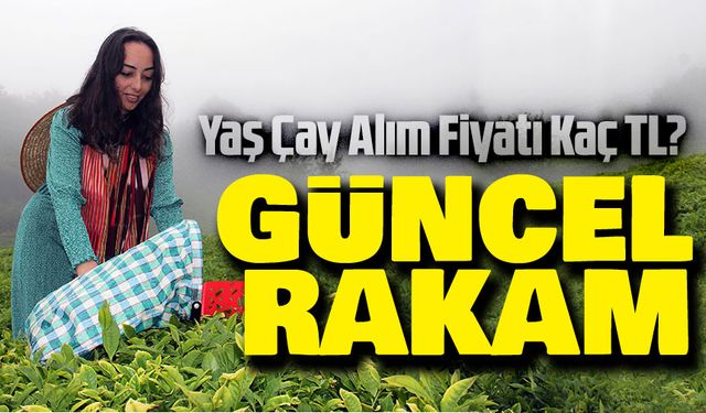 Bu Sene Yaş Çay Alım Fiyatı Kaç TL? ÇAYKUR Ve Özel Sektör Güncel Rakamlar