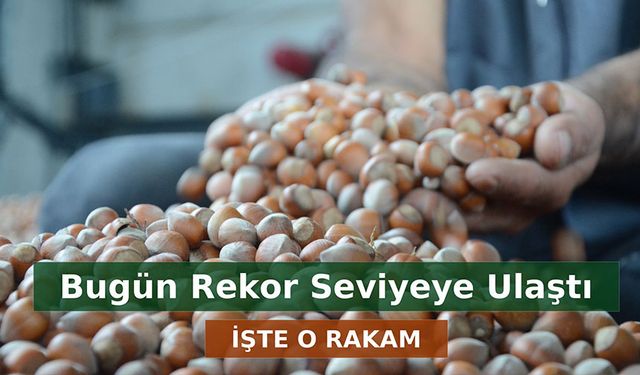 Fındık Fiyatları Bugün Rekor Seviyeye Ulaştı: İşte Güncel Rakamlar ve Yorumlar