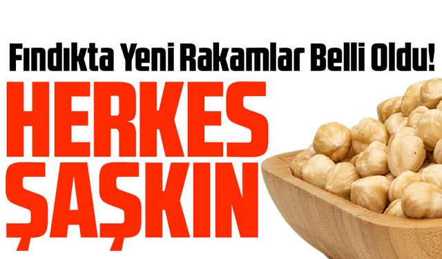 Fındıkta Yeni Rakamlar Belli Oldu! Fındık Fiyatları Herkesi Şaşırttı!