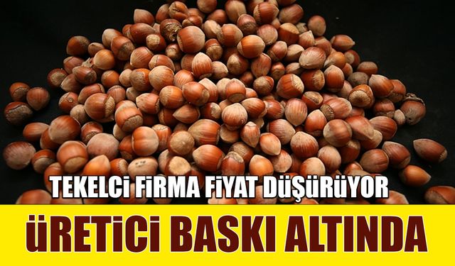 Fındıkta Tekelci Firma Fiyatı Düşürüyor… Üretici Baskı Altında