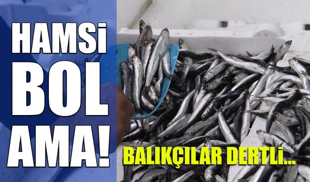 Hamsi Bol Ama! Balıkçılar Mazot Fiyatından Dertli
