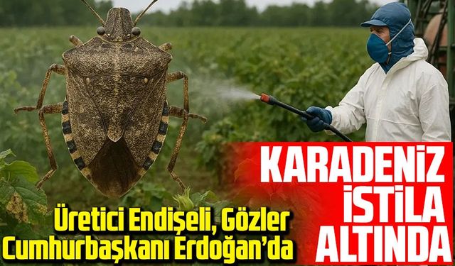 Karadeniz’i Kokarca İstilası Sardı! Üretici Endişeli, Gözler Cumhurbaşkanı Erdoğan’da