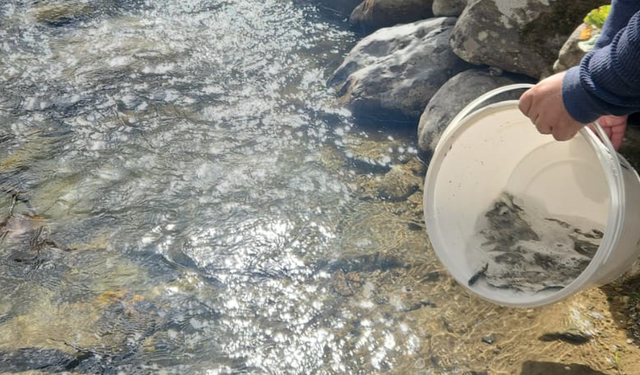 Uzungöl’de Doğaya Can Veren Çalışma: Haldizen Deresi’ne Binlerce Yavru Alabalık Bırakıldı