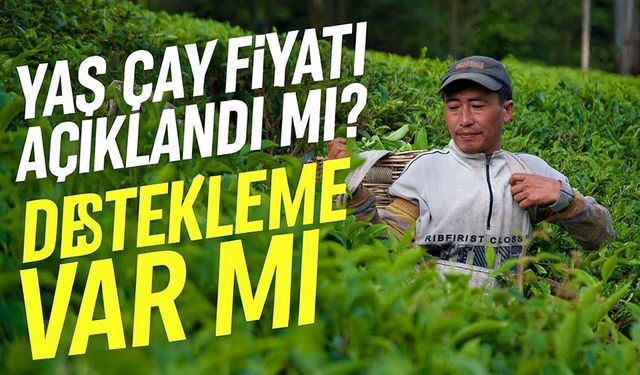 2025 Yaş Çay Fiyatı Açıklandı mı? İşte ÇAYKUR ve Özel Sektör Rakamları