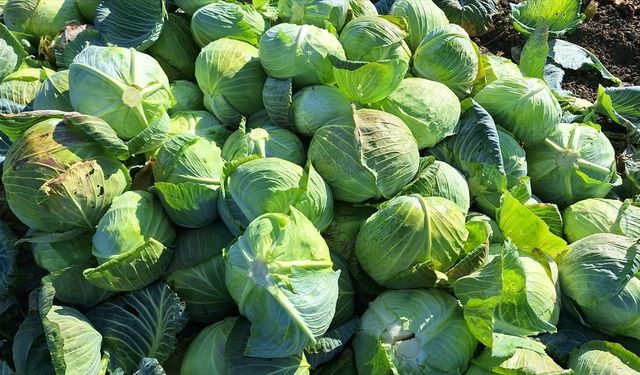Bafra Ovası’nda beyaz lahana hasadı başladı: Kilosu 8 liradan alıcı buluyor