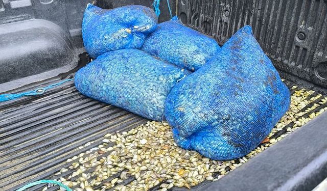 Samsun'da denizde çuvallara saklanmış 200 kilogram midye ele geçirildi