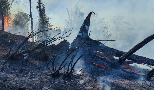 5 Hektar Kül Oldu! Yangınla Mücadele Sürüyor...