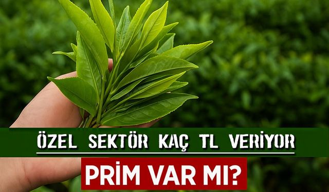 ÇAYKUR 2025 Yaş Çay Alım Fiyatı Açıklandı: Özel Sektör Kaç TL Veriyor