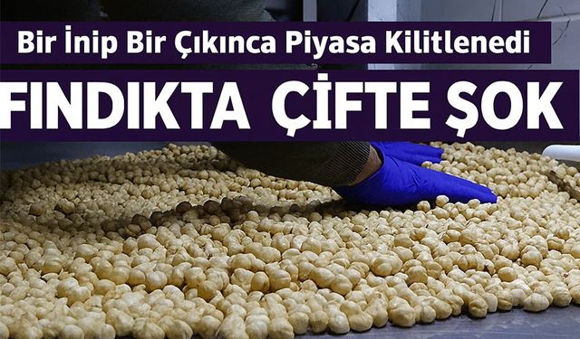 Bugün Fındıkta Çifte Şok: Fiyat Bir İnip Bir Çıkınca Piyasa Kilitlendi