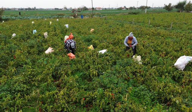 Bafra Ovası'nda kapya biber hasadı devam ediyor