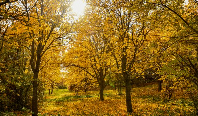 Giresun'da dut bahçeleri sonbahar renklerine büründü
