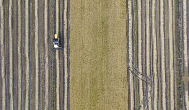 Samsun'da çeltik hasadında sona gelindi