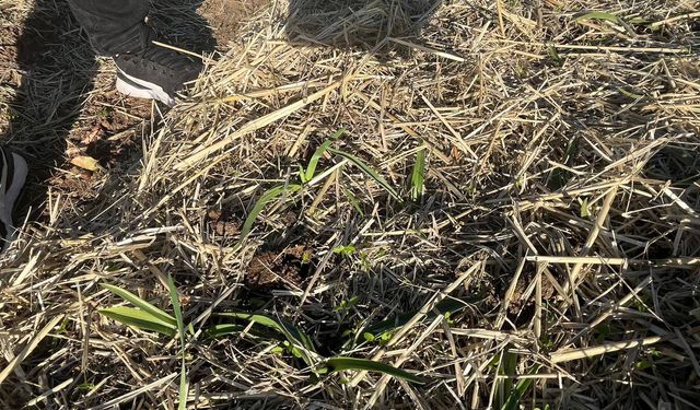 Samsun'da salep üretim alanları denetlendi