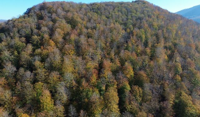 Samsun'da Yunt Dağı güz sarısına boyandı