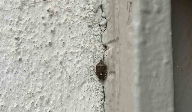 Bayburt’ta kokarca böceği görüldü