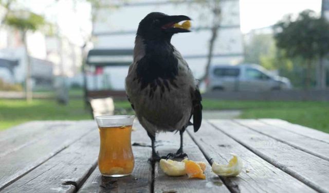 Bu karga çay içip Rize helvası yiyor: Organik gıdaları seviyor