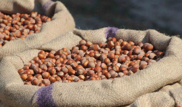 Fındık üreticilerinden Ferrero’ya "manipülasyon" tepkisi: "Amaç üreticiyi panikletip ucuza fındık almak"