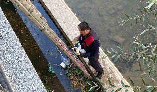 Gümüşhane’de çaya düşen yavru kediyi itfaiye ekipleri kurtardı