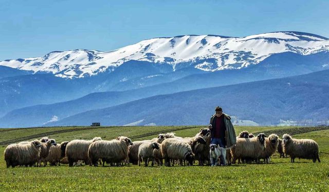 Samsun'da ilk 9 ayda yarım milyon turist konakladı