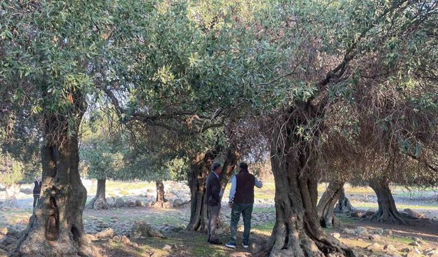 Yıllar Önce Trabzon’dan Adaya Yerleşti; Hayatı Değişti