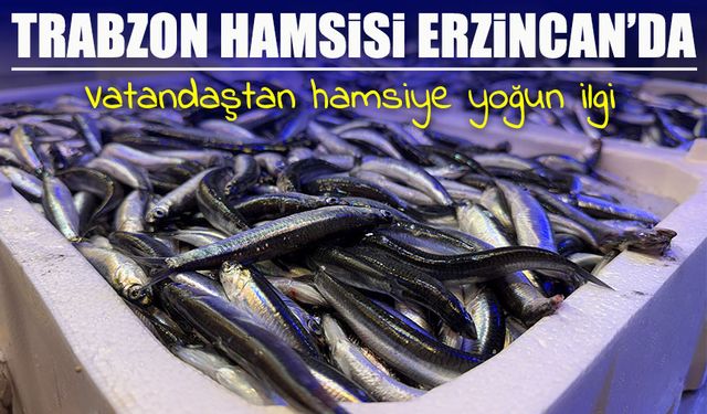 Trabzon’dan gelen taze balıklar Erzincan’da yoğun ilgi görüyor