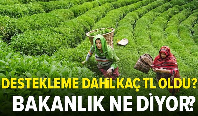 ÇAYKUR 2025 Yaş Çay Alım Fiyatını Duyurdu: Destekleme Dahil Kaç TL Oldu?