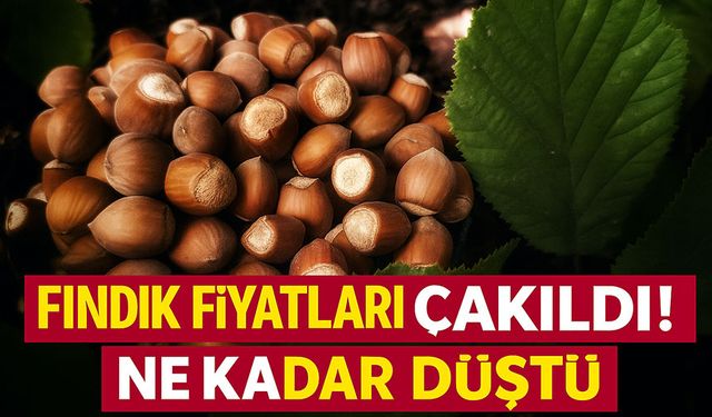 Fındık Fiyatları Çakıldı! Bugün Fındık Fiyatları Neden Bu Kadar Düştü?